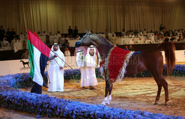 Dubai  Vereinigte Arabische Emirate  Arabisches Vollblut in Showpose