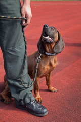 Schloss Holte-Stuckenbrock  Deutschland  ein Mantrailer-Polizeihund bei einer Einsatzuebung