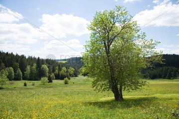 Triberg  Baum auf einer Blumenwiese