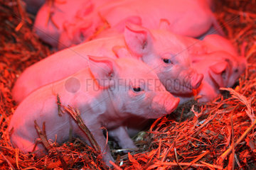 Prangendorf  Deutschland  neugeborene Ferkel stehen unter Rotlicht im Stroh