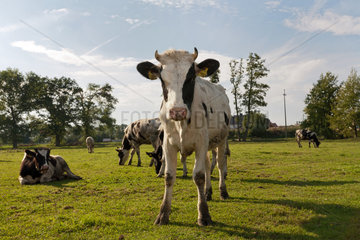 Kobylin  Polen  Rinder auf einer Weide