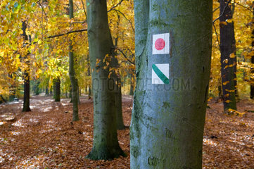 Koenigs Wusterhausen  Deutschland  herbstlicher Wald mit Wanderwegkennzeichnung