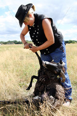 Wittstock  Deutschland  die zukuenftige Schaeferin Paula Eckert schneidet einem Schaf die Hufe