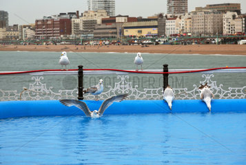 Brighton  Grossbritannien  Moewen nutzen ein Pool auf dem Brighton Pier