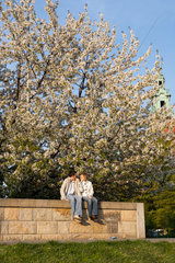 Krakau  Polen  bluehender Wildkirschenbaum und ein junges Paar am Wawelberg