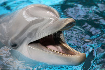 Nuernberg  Deutschland  lachender Delfin