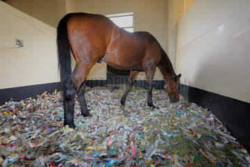 Hong Kong  China  Pferd steht in seiner Box auf einer Einstreu aus Papierschnitzeln