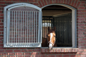Muenchehofe  Deutschland  Pferd schaut aus dem Fenster seiner Box heraus
