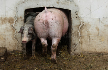 Prangendorf  Deutschland  Biofleischproduktion  Hausschweine begegnen sich im Stalleingang