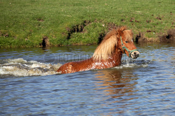 Prangendorf  Pony schwimmt durch einen See
