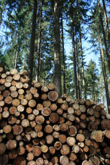 Waldsieversdorf  Deutschland  gefaellte Baumstaemme in einem Nadelwald