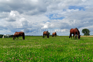 Mimberg  Deutschland  Pferde grasen auf der Weide