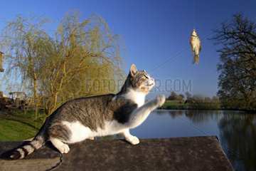 Prangendorf  eine Katze schaut auf einen Fisch  der an einer Angelschnur haengt