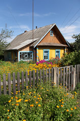 Domsarycy  Weissrussland  ein typisches Holzhaus in einem Meer von Blumen
