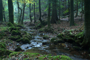 Tabarz  Deutschland  der Naturpark Thueringer Wald