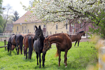Graditz  Deutschland  Pferde stehen auf der Weide unter einem bluehenden Baum