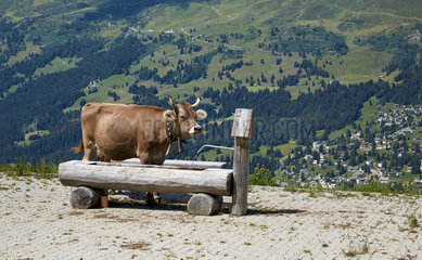 Valbella  Schweiz  Kuh an einem Brunnen