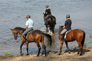 Graditz  Deutschland  Reiter gehen mit ihren Pferden in die Elbe
