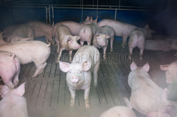 Kleve  Deutschland  Schweine in einem Schweinemastbetrieb