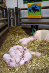Berlin  Deutschland  artgerechte Schweinehaltung auf der Gruenen Woche 2008