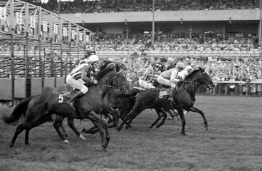 Hoppegarten  DDR  Pferde und Jockeys beim Start zu einem Galopprennen