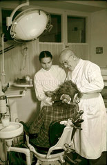 Zahnarzt bei der Behandlung  1952
