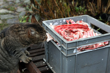 Prangendorf  Deutschland  Katze frisst Schlachtabfaelle aus einer Kiste