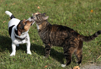 Goerlsdorf  Deutschland  Jack Russell Terrier leckt eine Hauskatze ab