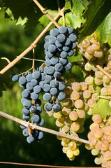 Carabietta  Schweiz  traditioneller Weinanbau