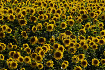 Luckau  Deutschland  bluehende Sonnenblumen auf einem Feld