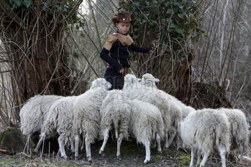 Berlin  Deutschland  Schafe der Rasse Skudde draengen sich neugierig um einen Jungen mit Cowboyhut