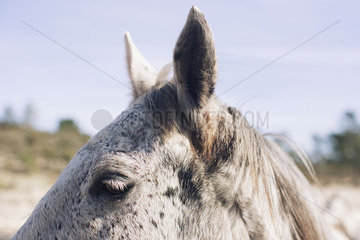 Horse  close-up
