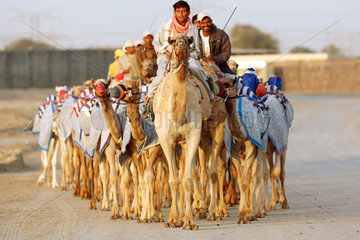 Dubai  Kamelreiter auf der Strasse