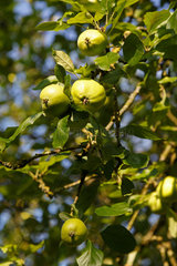 Emden  Deutschland  heranwachsende Aepfel an einem Apfelbaum