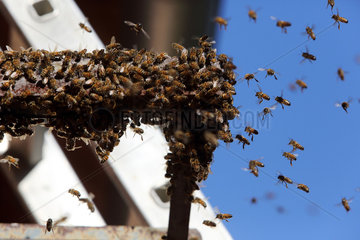 Castel Giorgio  Italien  Honigbienen im Flug
