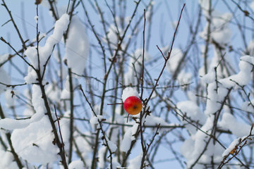 Afritz am See  Oesterreich  Apfelbaum mit einem Apfel im Schnee