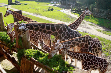 Leipzig  Deutschland  Giraffen im Zoo Leipzig