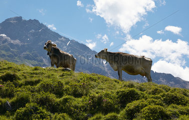 Valbella  Schweiz  Kuehe auf einer Alm vor dem Parpaner Rothorn