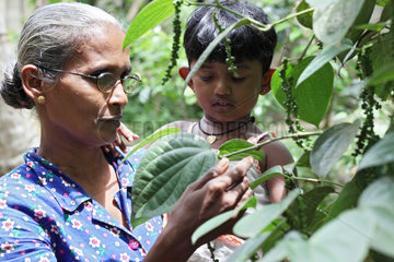 Ambalangoda  Sri Lanka  Frau mit einem Kind auf dem Arm vor einem Pfefferstrauch