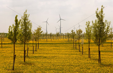 Prignitz  Deutschland  loewenzahnbewachsene Ausgleichsflaeche mit Windkraftraedern