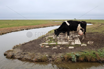 Hallig Hooge  Deutschland  Priel und Kuh beim Trinken auf der Weide
