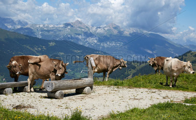 Valbella  Schweiz  Kuehe auf einer Alm
