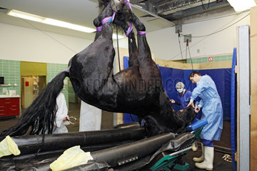 Berlin  Deutschland  narkotisiertes Pferd wird auf einem OP-Tisch abgelegt