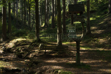 Tambach-Dietharz  Deutschland  ein Waldweg im Thueringer Wald