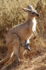 Exmouth  Australien  ein Kaenguru mit Baby im Beutel