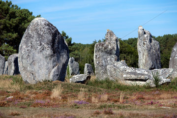 Carnac  Frankreich  Megalithe der Alignements von Kermario