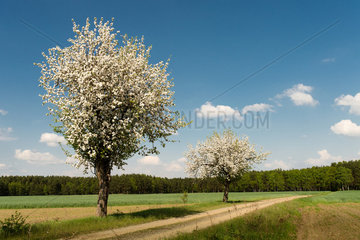 Brandenburg  Deutschland  Apfelbaum in der Uckermark in der Naehe von Templin