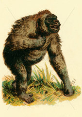 Gorilla  Illustration um 1899