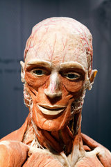 Berlin  Deutschland  Plastinationen eines Kopfes auf der Ausstellung Koerperwelten von Gunther von Hagens