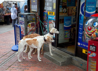 London  Grossbritannien  Windhunde vor einem Kiosk auf der Portobello Road